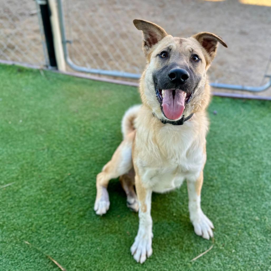 Pistachio, a Adoptable mixed breed in Naperville, IL image 5/6