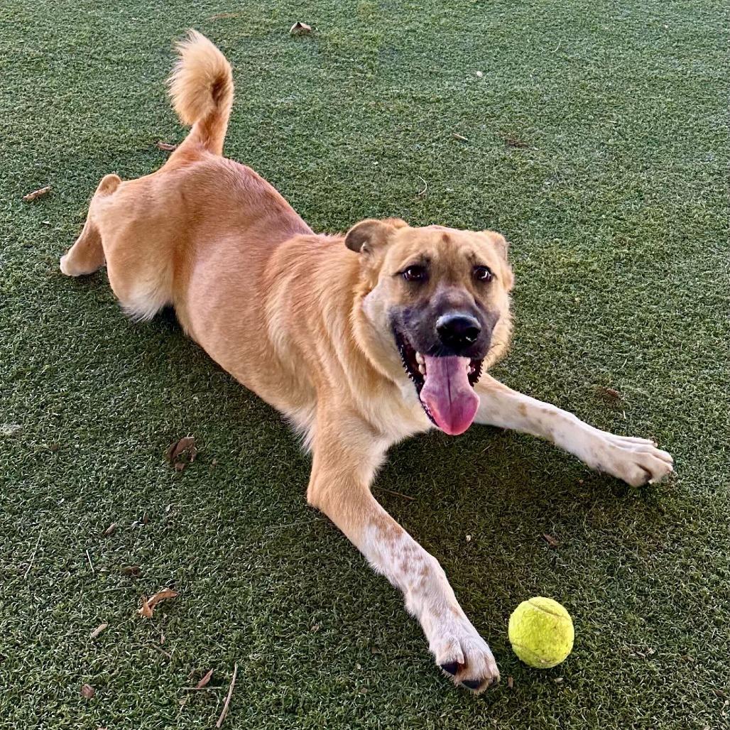 Pistachio, a Adoptable mixed breed in Naperville, IL image 6/6