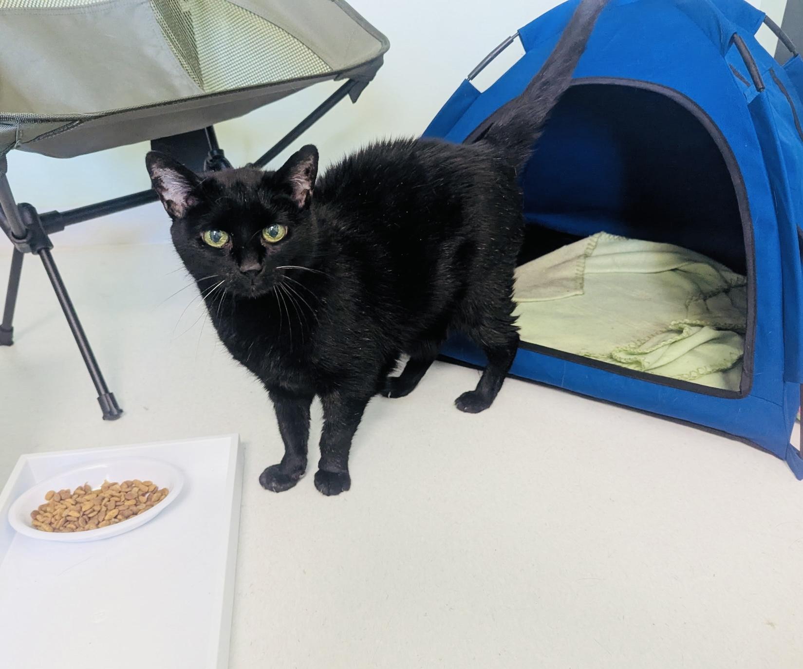 Ambrosia & Pepper, a ADOPTABLE mixed breed in Bethel, CT image 5/6