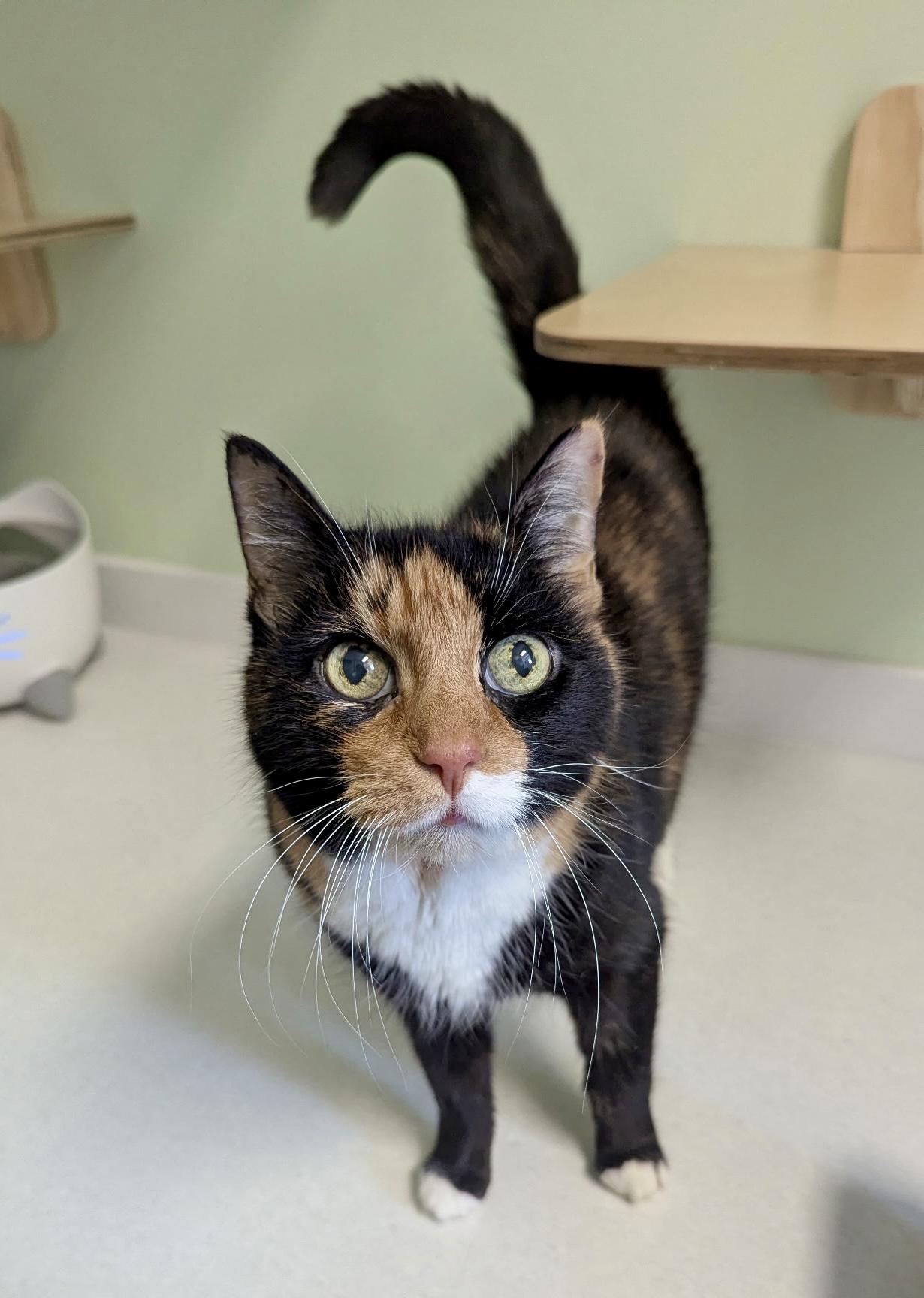 Ambrosia & Pepper, a ADOPTABLE mixed breed in Bethel, CT image 2/6