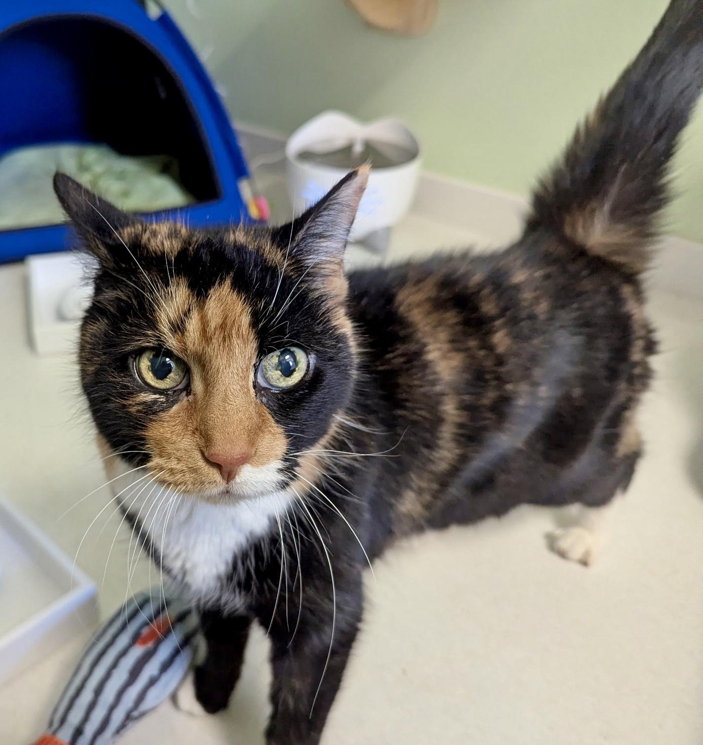 Ambrosia & Pepper — thumbnail 4