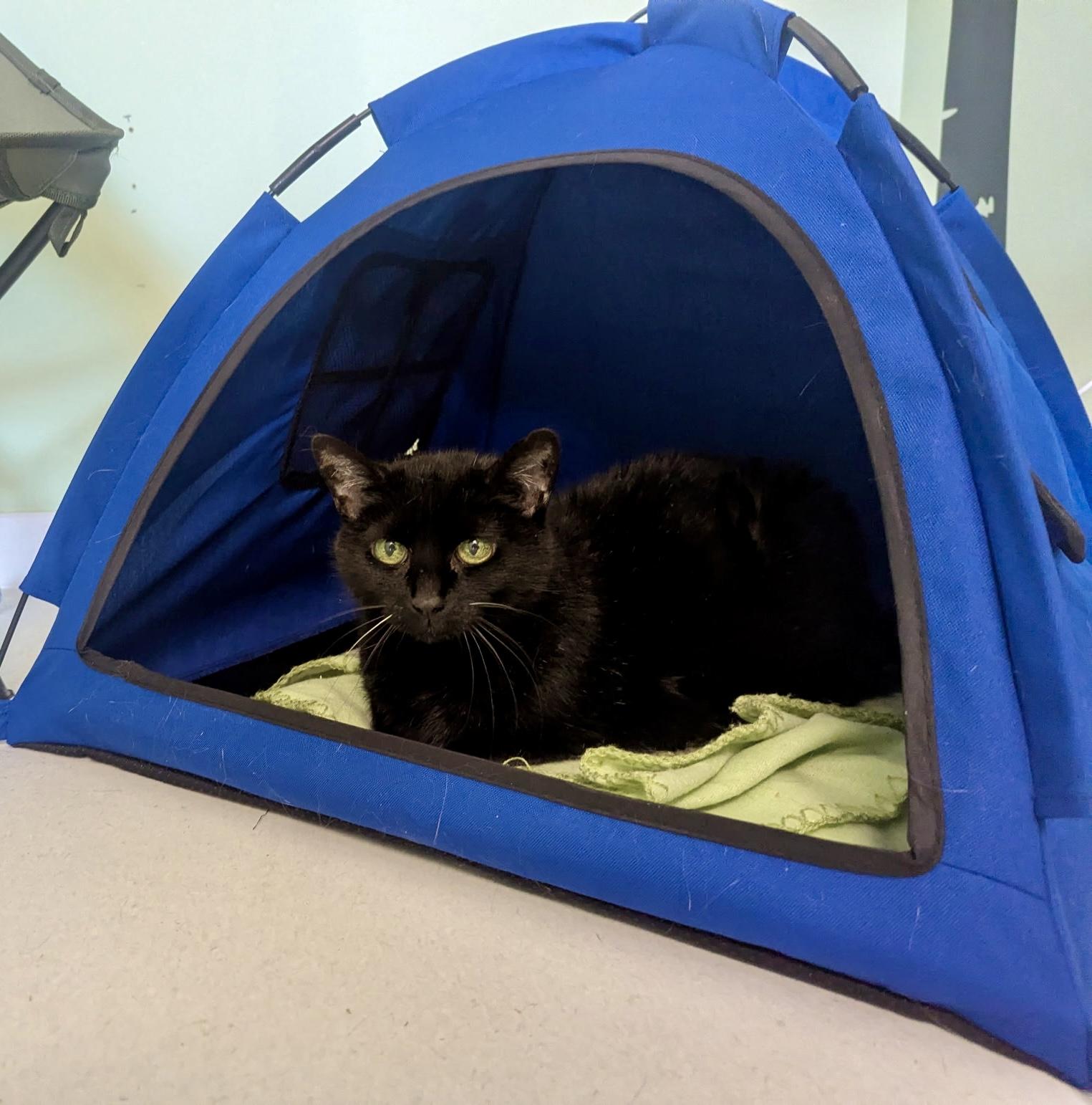 Ambrosia & Pepper, a ADOPTABLE mixed breed in Bethel, CT image 3/6