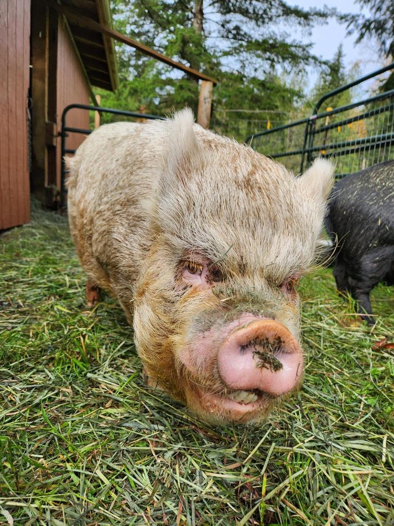 Pinky / Burrito, Adoptable, Senior Female Pig.