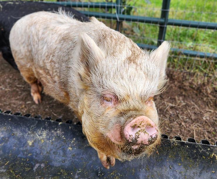 Enlarge Pinky / Burrito, a Adoptable Pig in Sultan, WA image 2/3