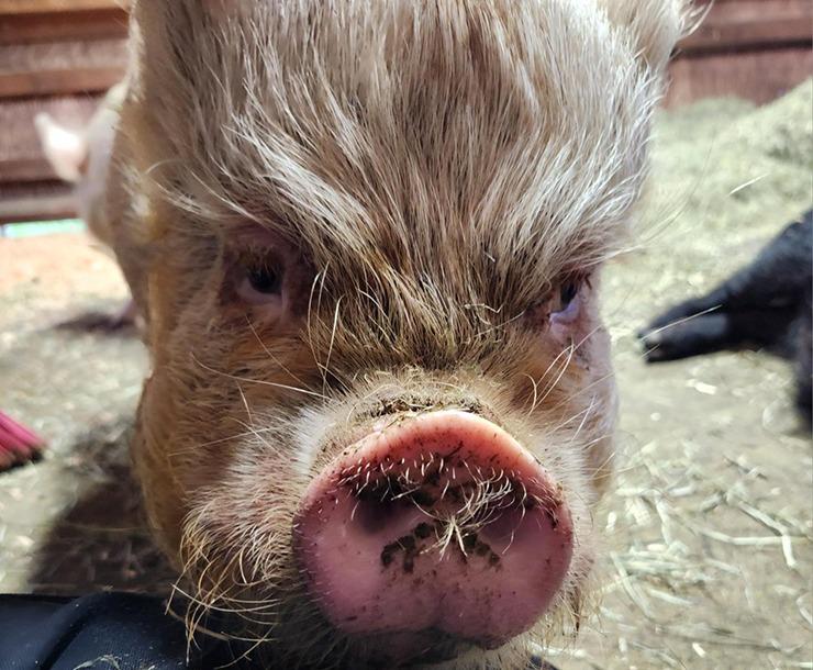 Enlarge Pinky / Burrito, a Adoptable Pig in Sultan, WA image 2/3