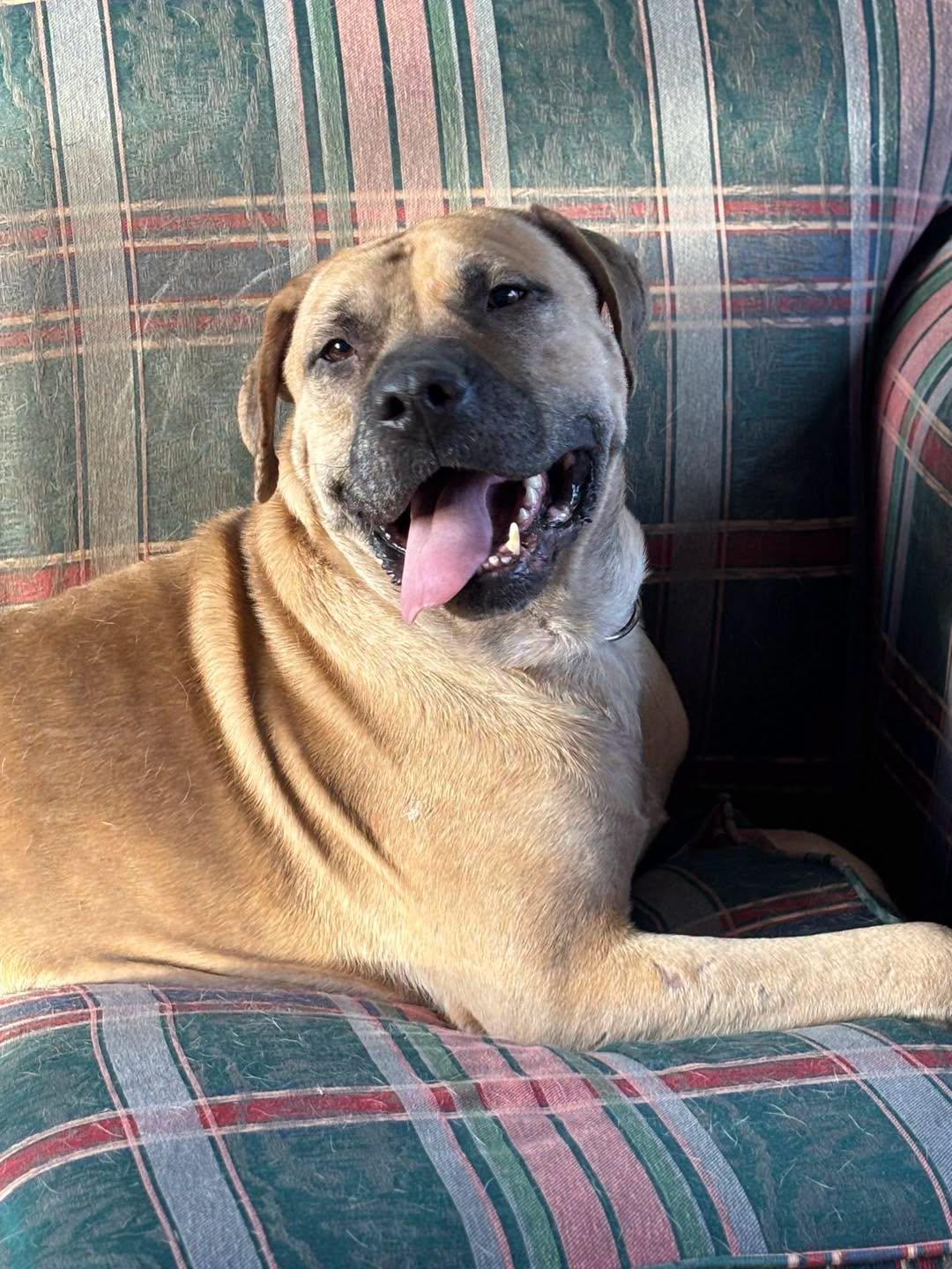 Atlas, adoptable, Young Male Mastiff.