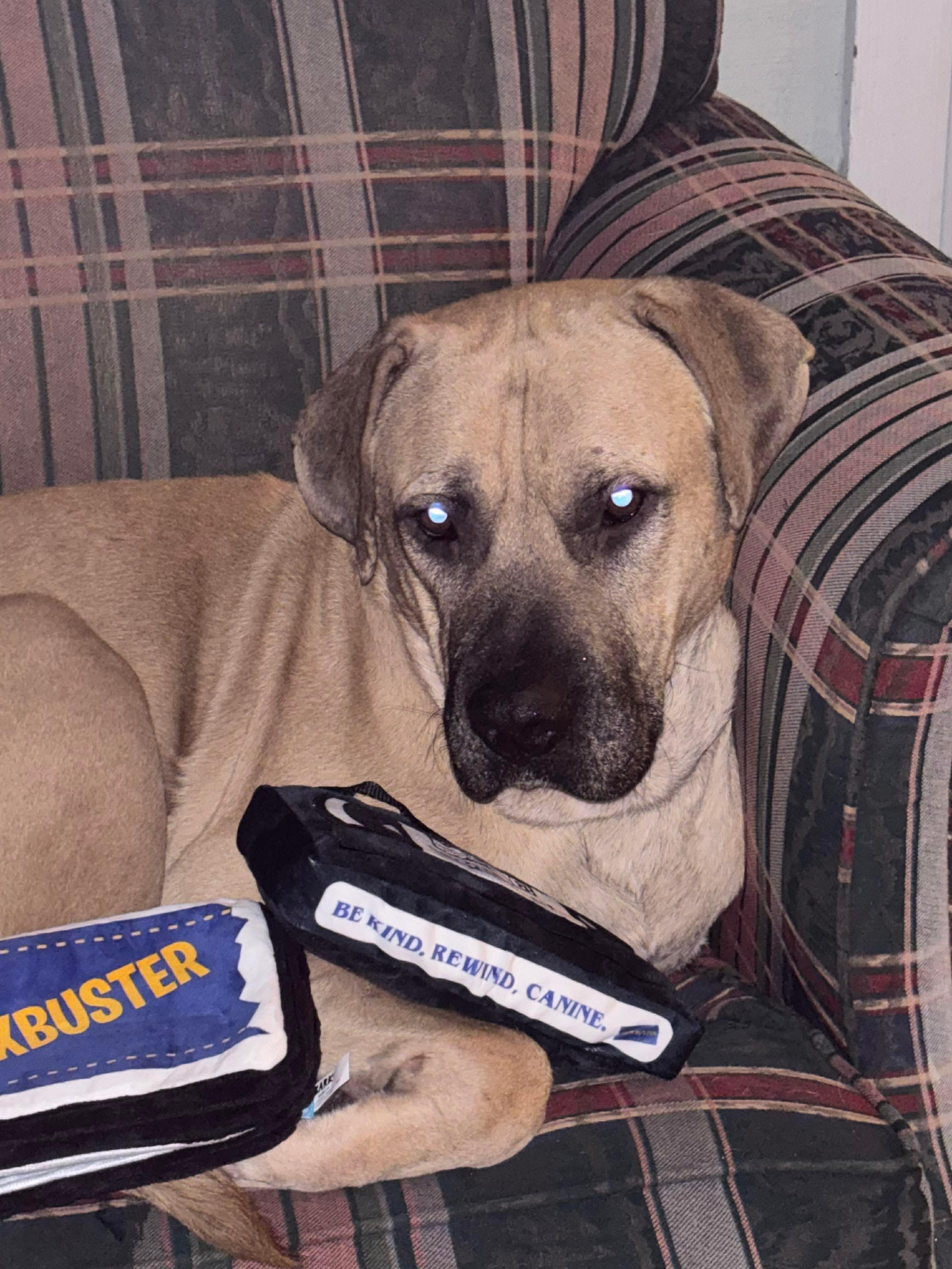 Enlarge Atlas, an adoptable mixed breed in Benbrook, TX image 2/5