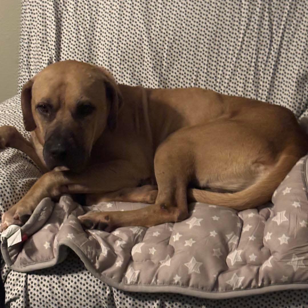 Enlarge Atlas, an adoptable mixed breed in Benbrook, TX image 3/5