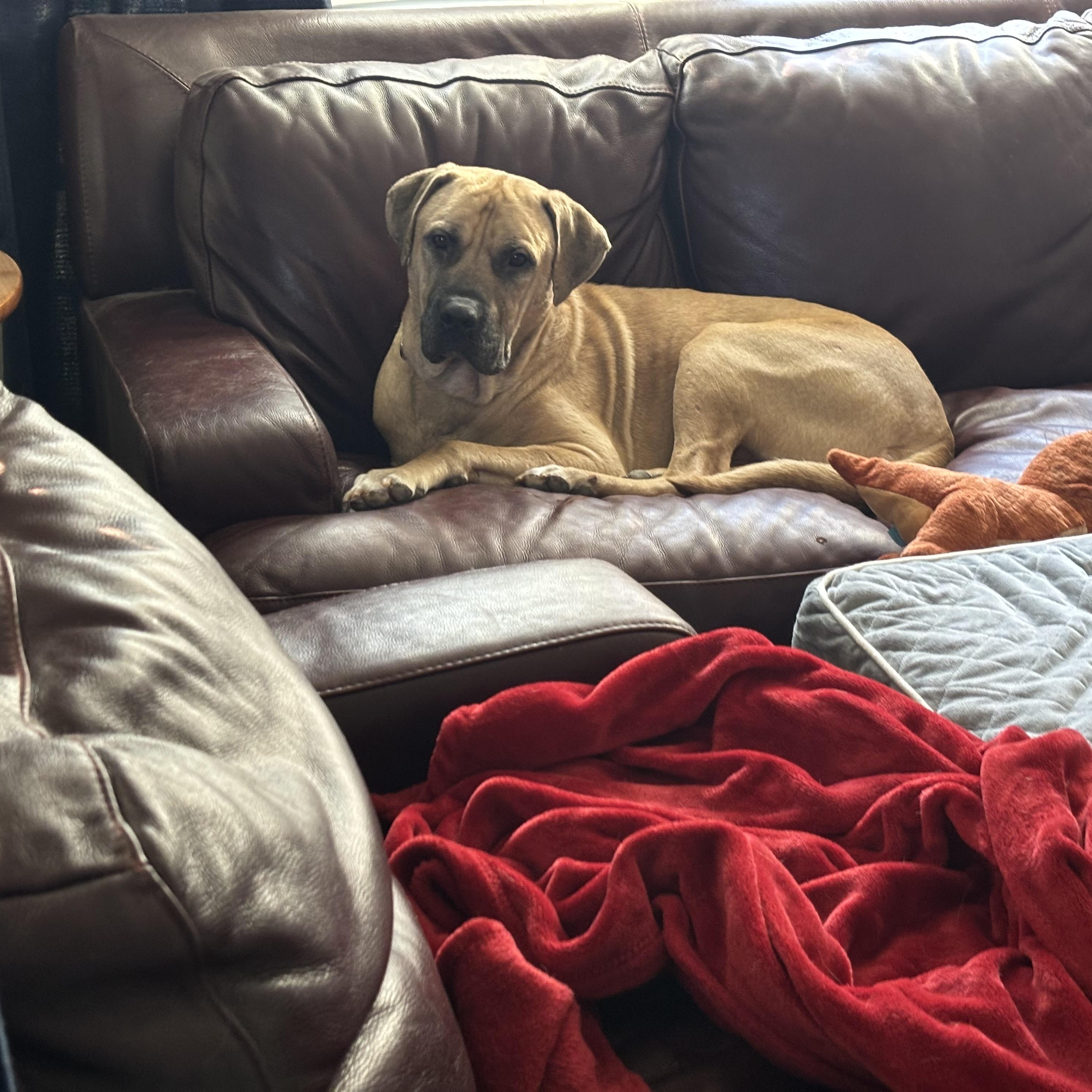 Enlarge Atlas, an adoptable mixed breed in Benbrook, TX image 5/5