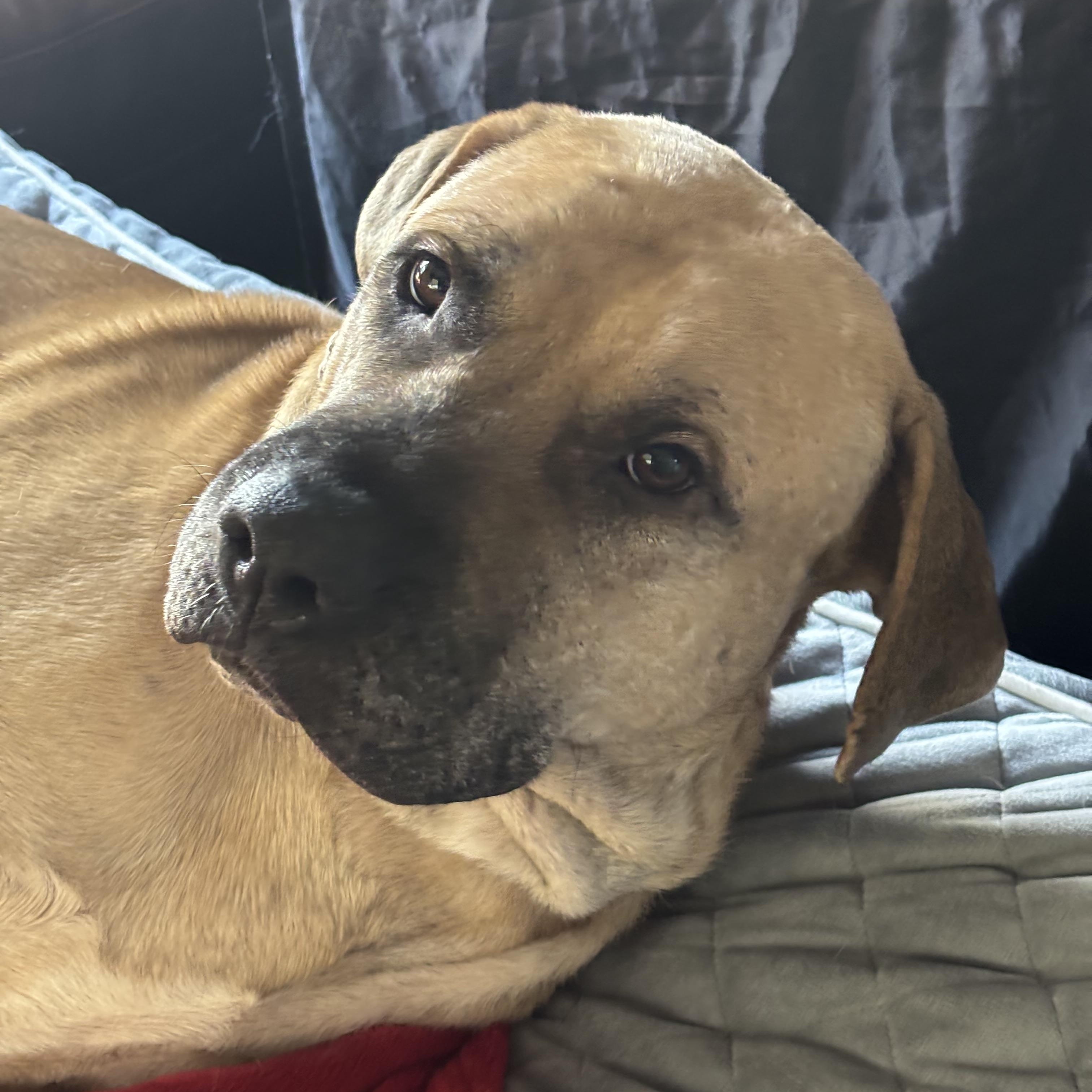 Enlarge Atlas, an adoptable mixed breed in Benbrook, TX image 1/5