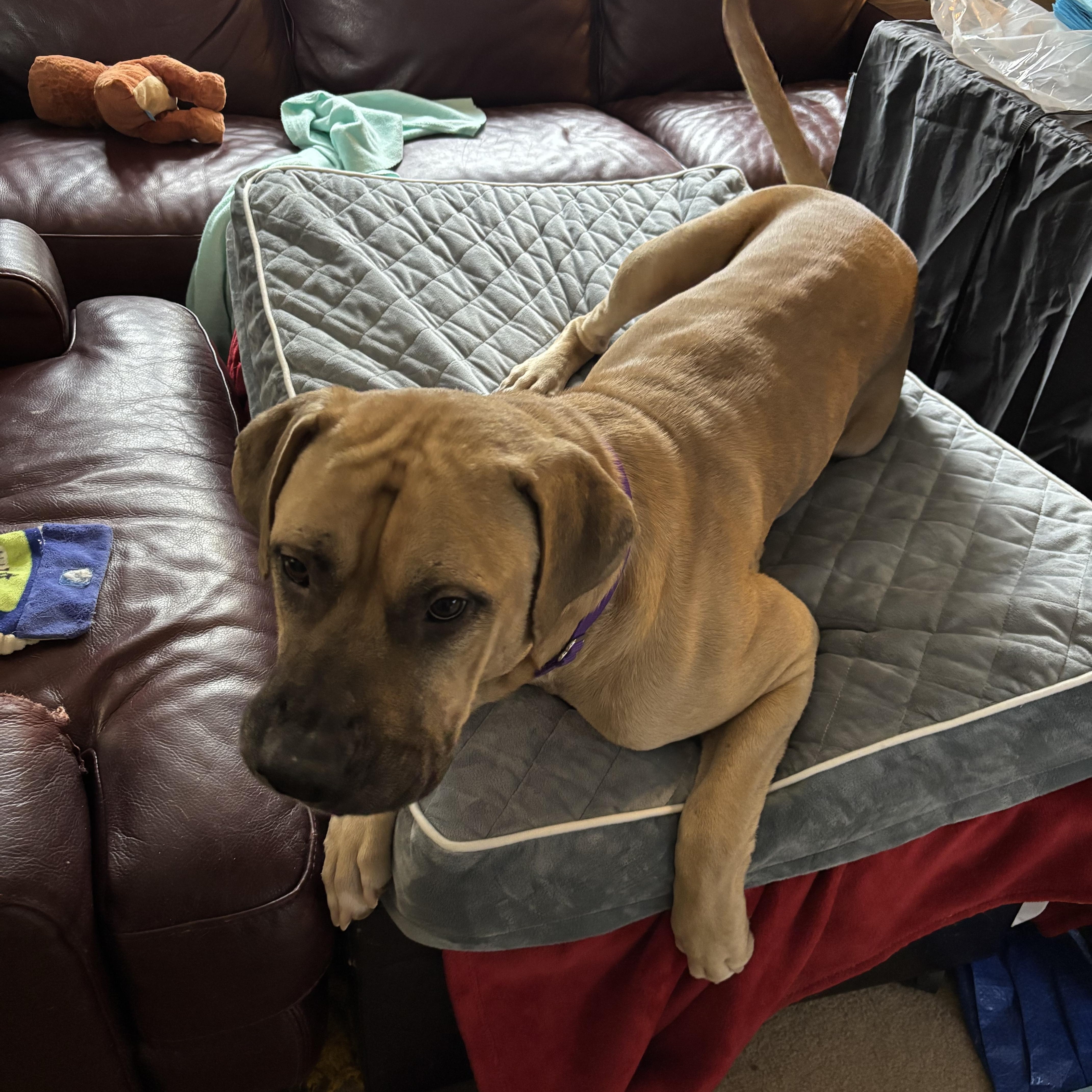 Enlarge Atlas, an adoptable mixed breed in Benbrook, TX image 4/5