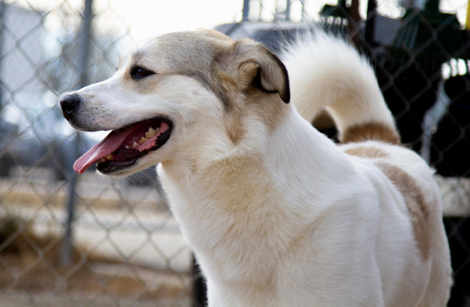 Enlarge Demi, a ADOPTABLE mixed breed in Rapid City, SD image 6/6