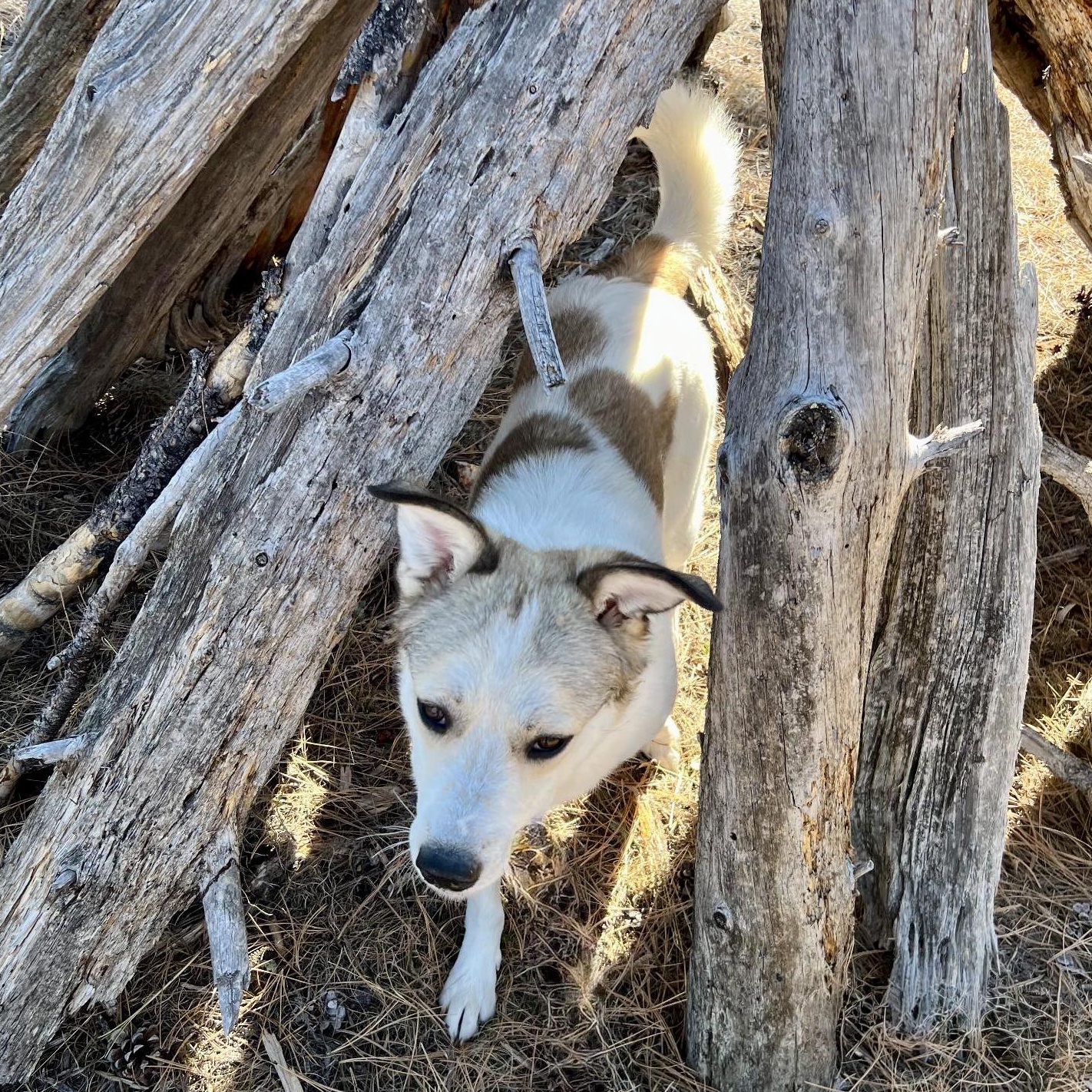 Enlarge Demi, a ADOPTABLE mixed breed in Rapid City, SD image 2/6