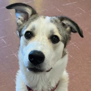 Demi, a ADOPTABLE mixed breed in Rapid City, SD image 1/4