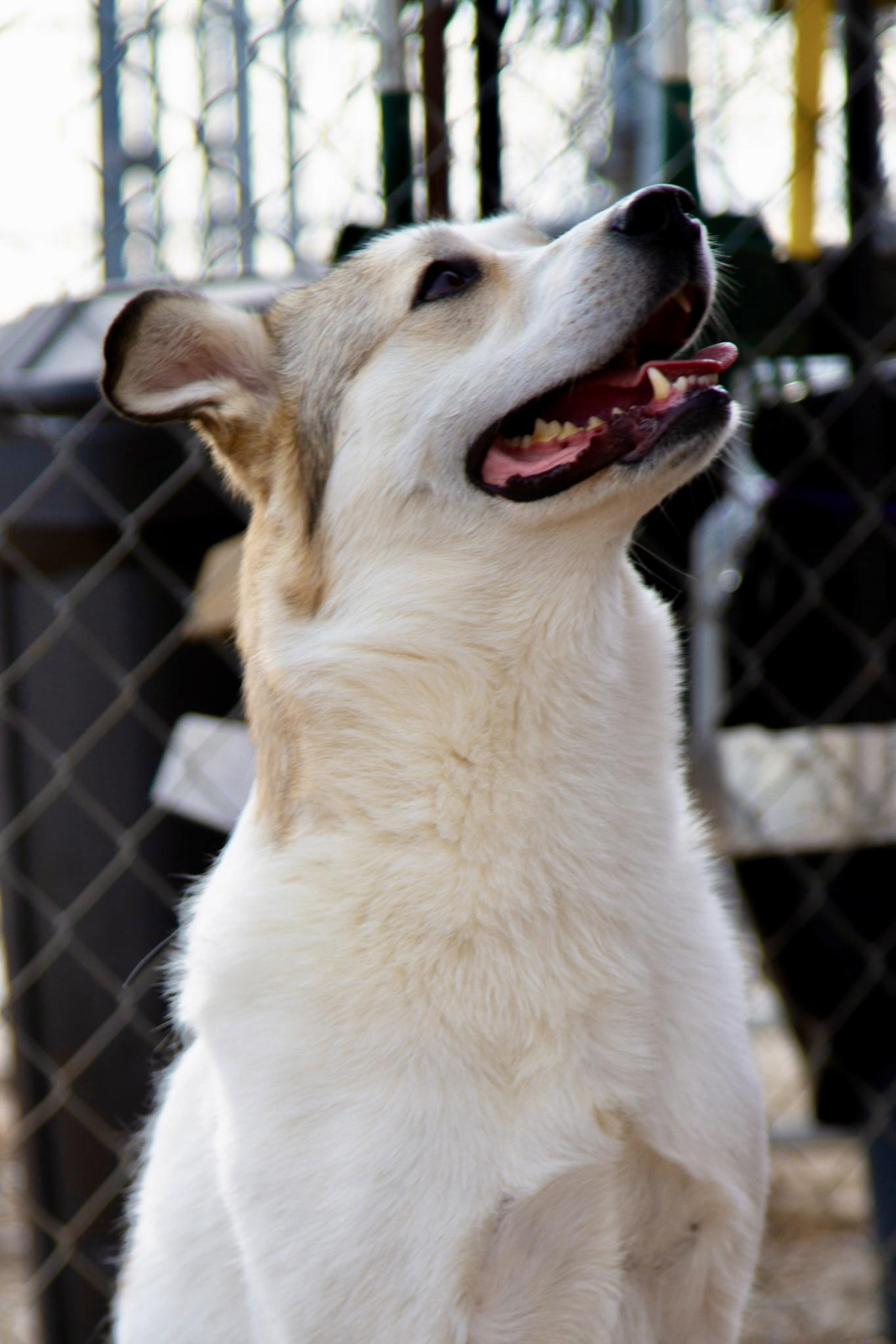 Enlarge Demi, a ADOPTABLE mixed breed in Rapid City, SD image 4/6