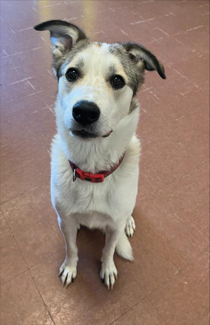 Demi, a ADOPTABLE mixed breed in Rapid City, SD image 2/4