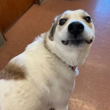 Demi, a ADOPTABLE mixed breed in Rapid City, SD image 3/4