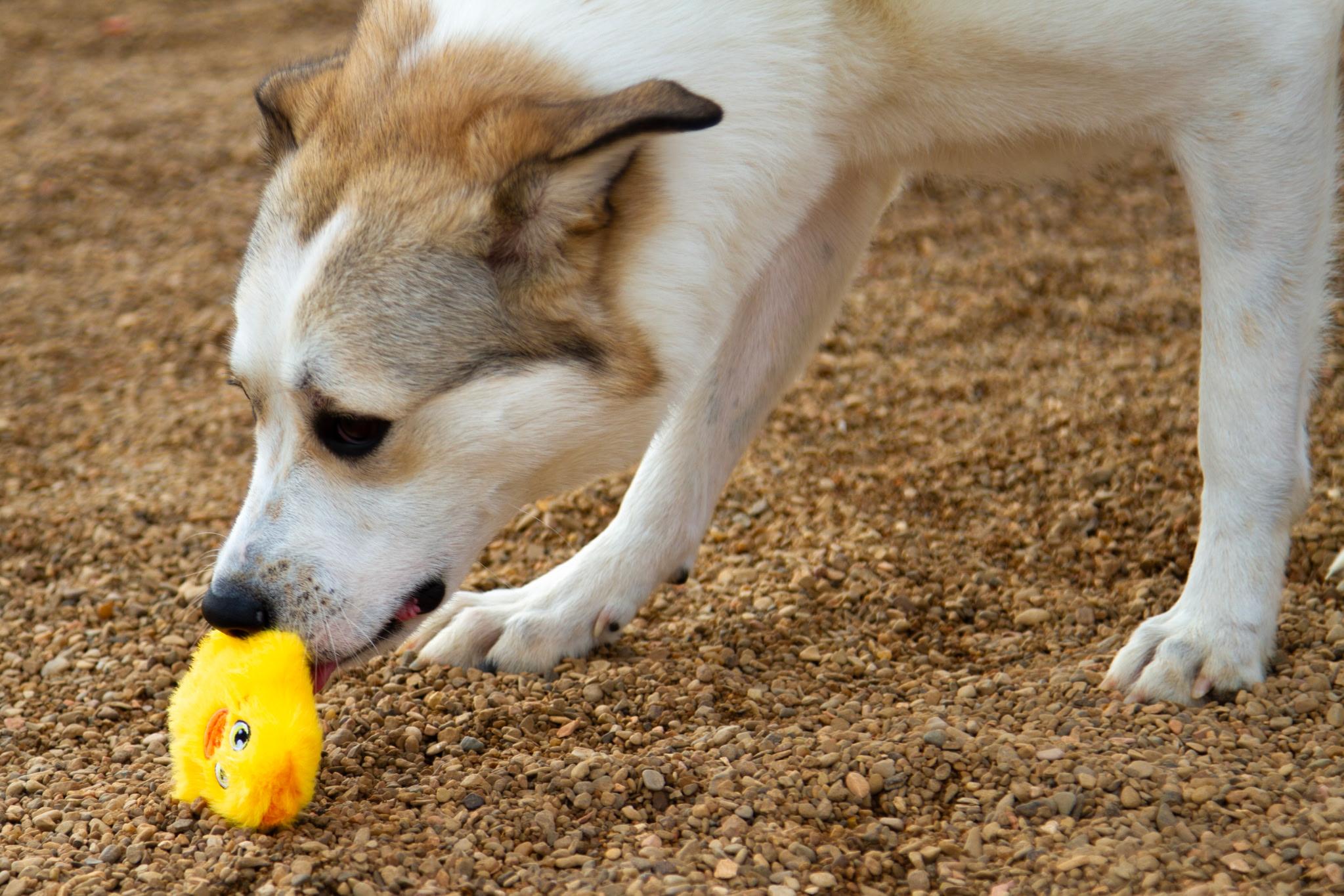 Enlarge Demi, a ADOPTABLE mixed breed in Rapid City, SD image 5/6