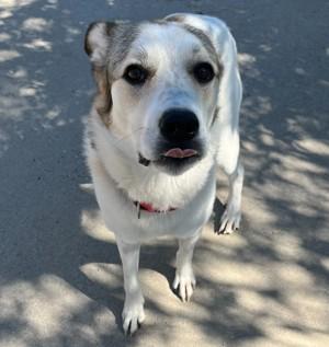 Demi, a ADOPTABLE mixed breed in Rapid City, SD image 4/4