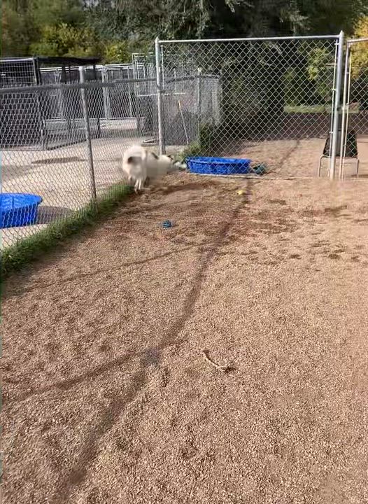 Enlarge Demi, a ADOPTABLE mixed breed in Rapid City, SD video 3/6