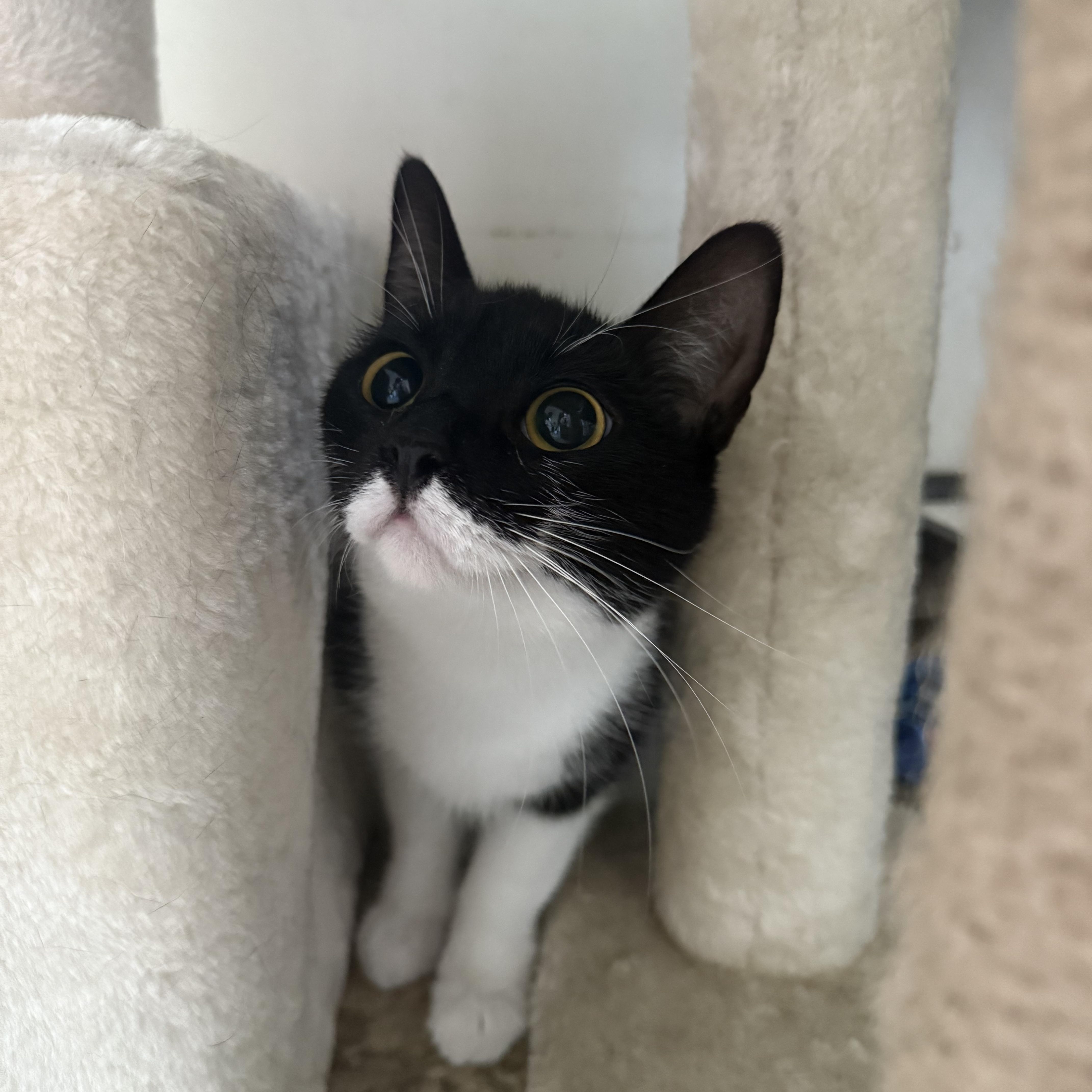 Quinn, adopted, Young Female Domestic Short Hair.