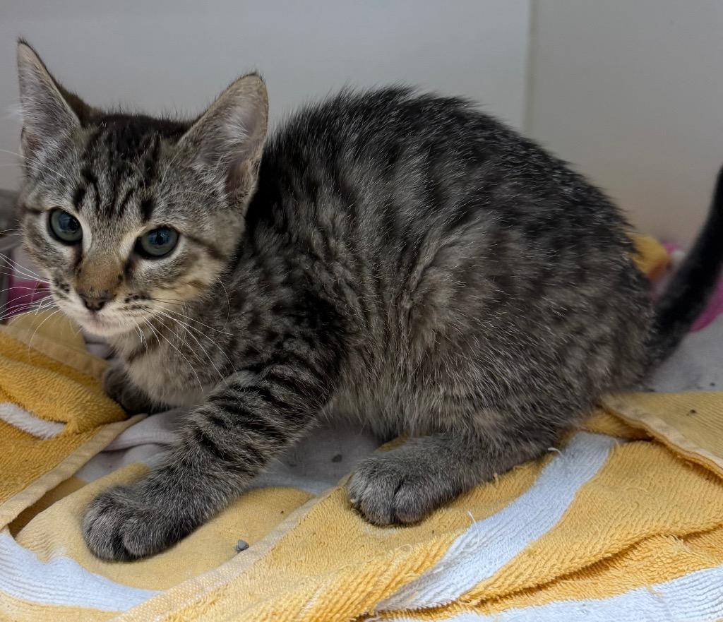 Enlarge Aphrodite/Willow, a Adoptable mixed breed in Sapulpa, OK image 1/1