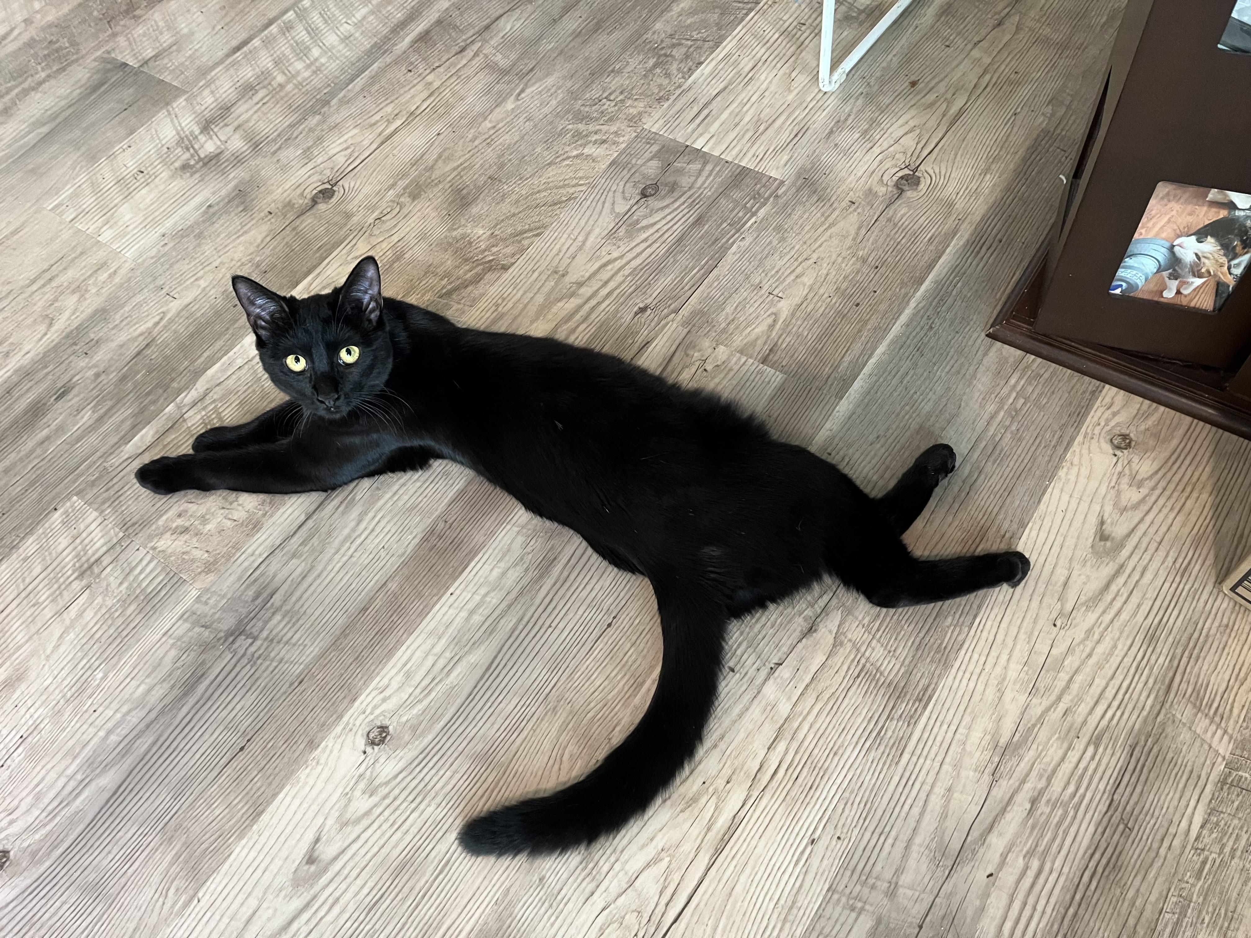 Maple, Adoptable, Kitten Female Domestic Short Hair.