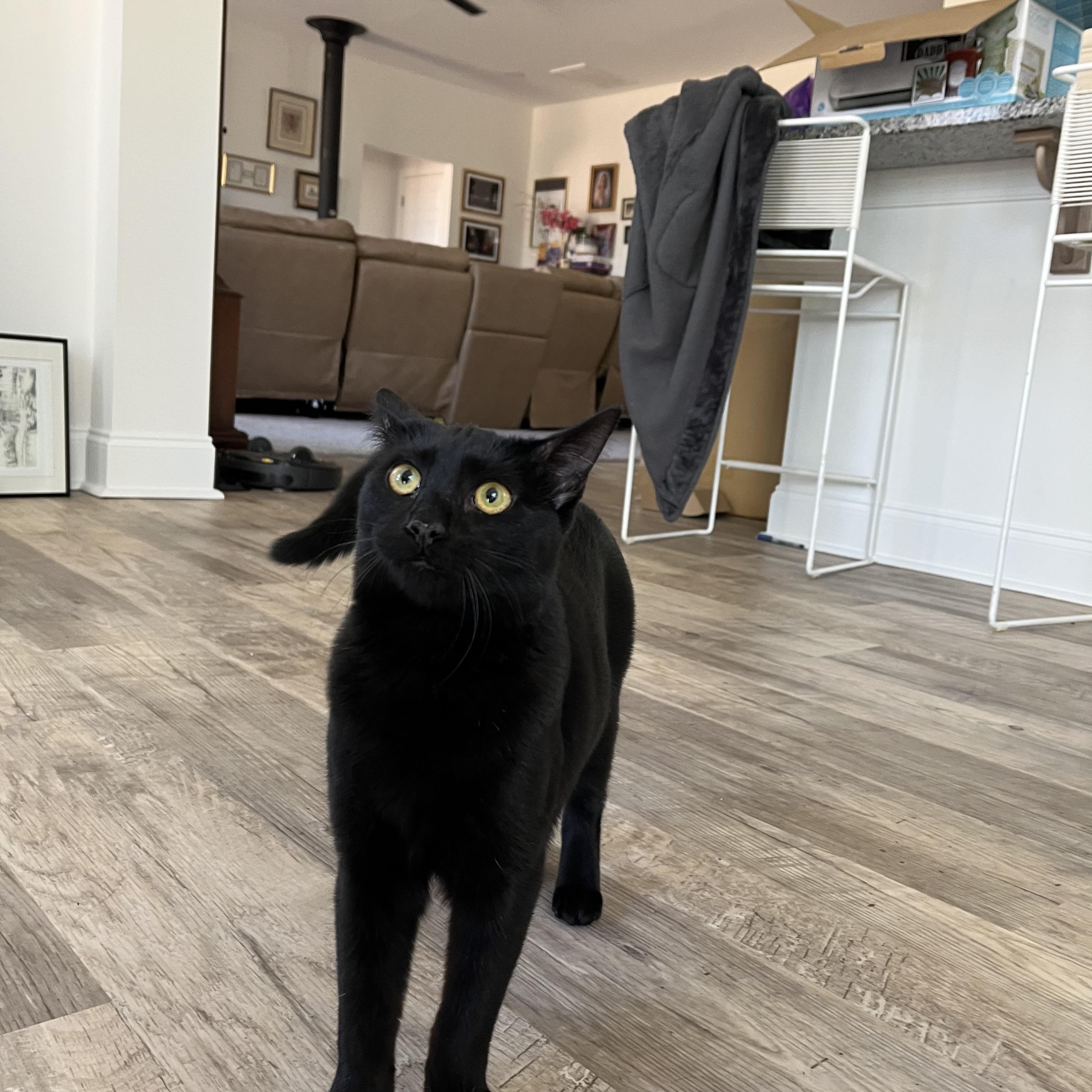 Enlarge Maple, a Adoptable Domestic Short Hair in Bethel , CT image 2/6