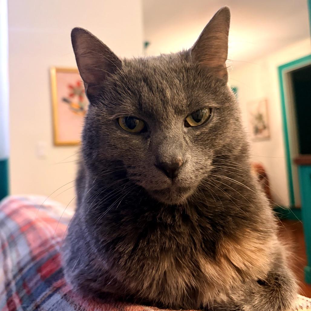 Enlarge Mira, a Adoptable Domestic Medium Hair in Hopkinton, MA image 1/6