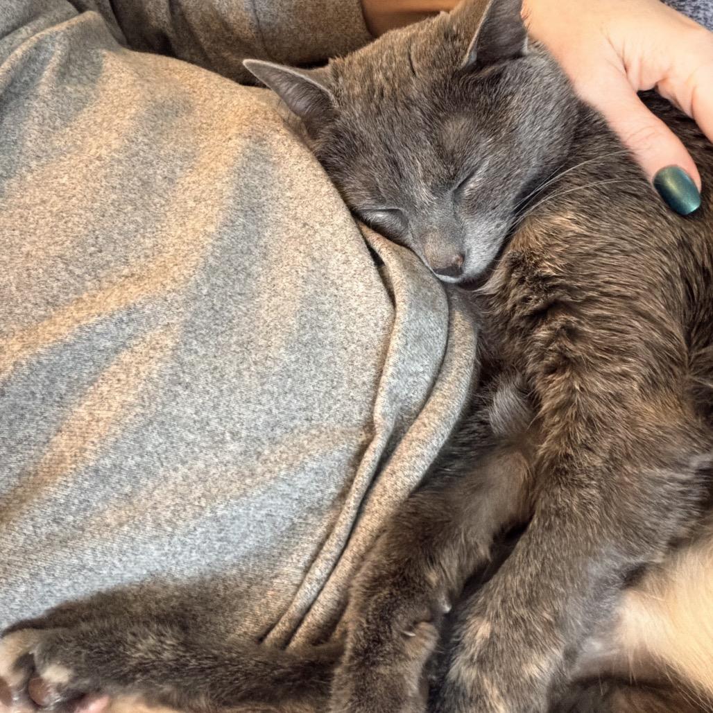 Enlarge Mira, a Adoptable Domestic Medium Hair in Hopkinton, MA image 2/6