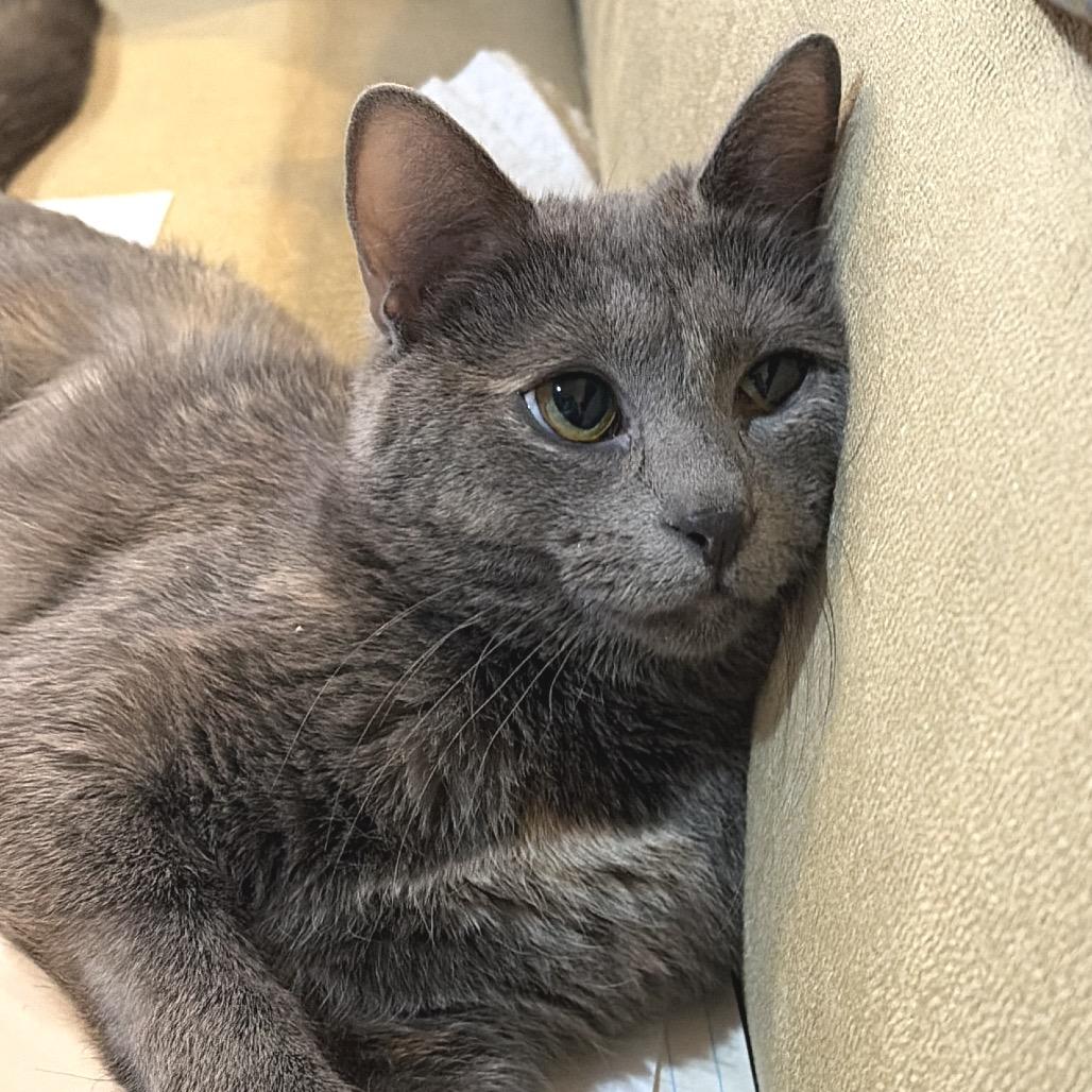 Enlarge Mira, a Adoptable Domestic Medium Hair in Hopkinton, MA image 3/6