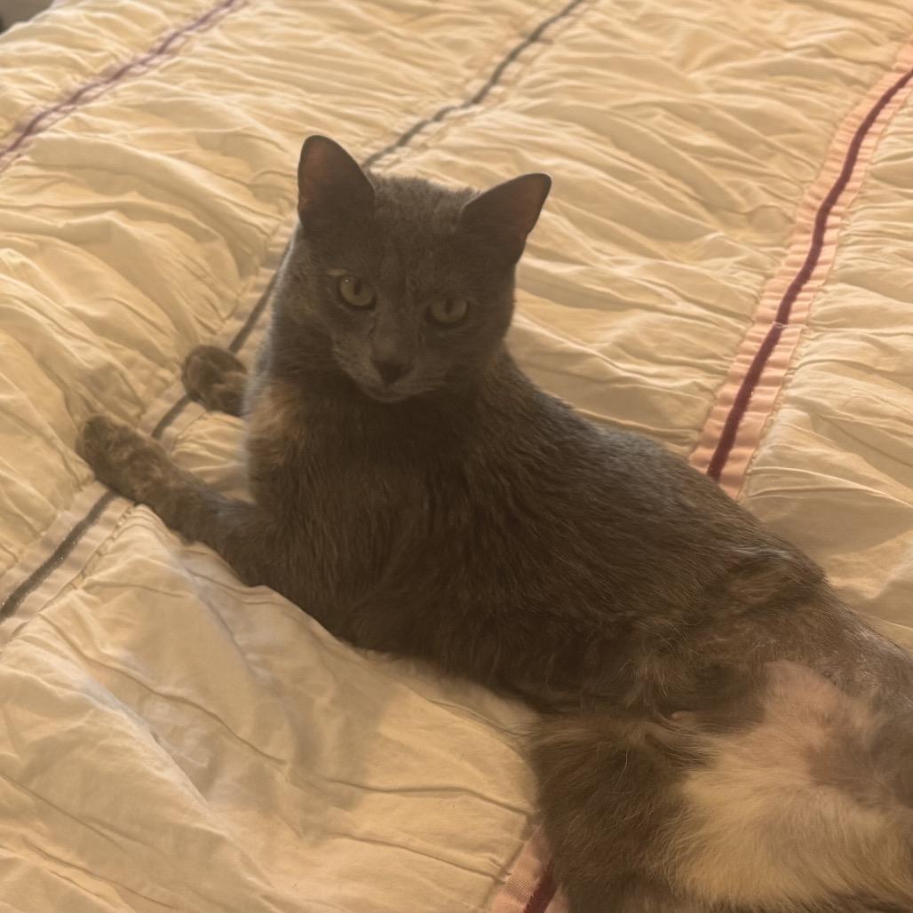 Enlarge Mira, a Adoptable Domestic Medium Hair in Hopkinton, MA image 4/6