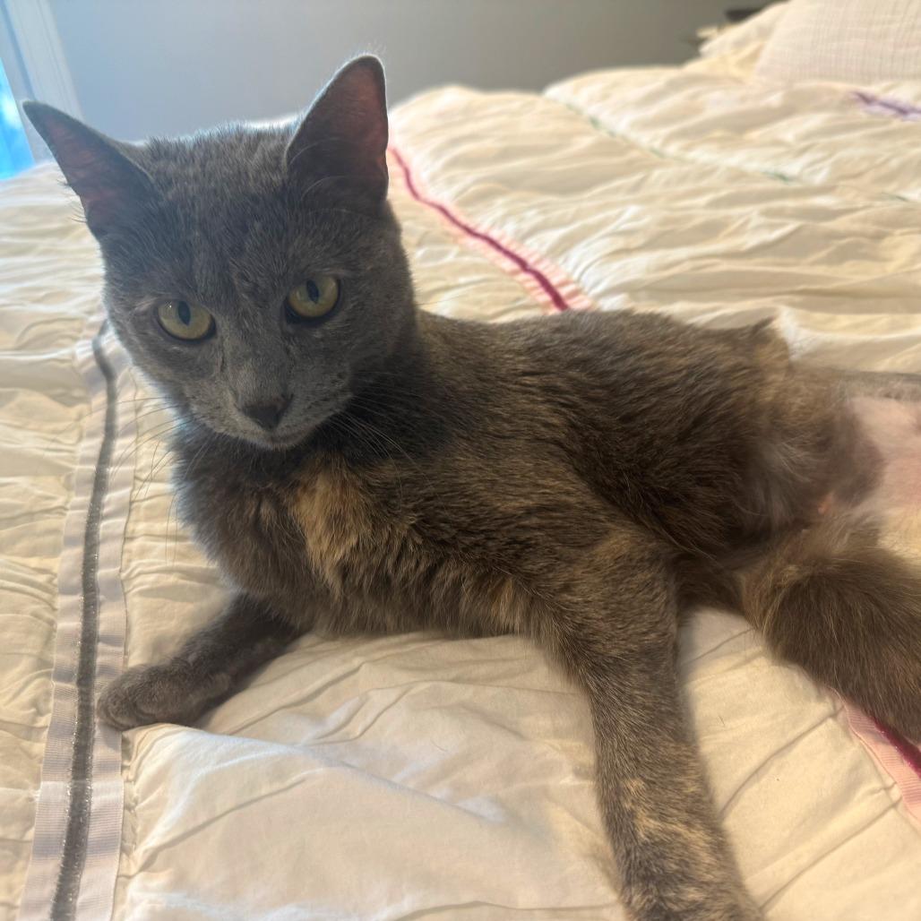 Enlarge Mira, a Adoptable Domestic Medium Hair in Hopkinton, MA image 5/6