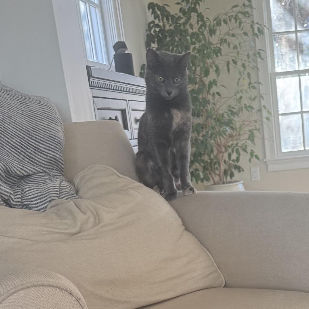 Enlarge Mira, a Adoptable Domestic Medium Hair in Hopkinton, MA image 6/6