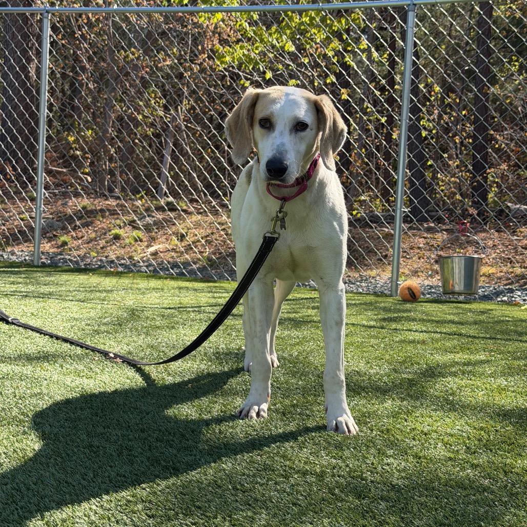 Connie, Adoptable, Adult Female Hound.