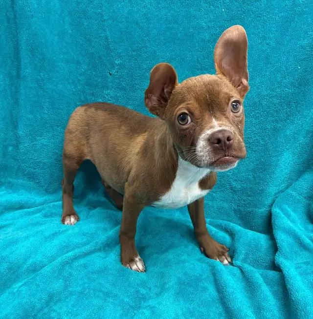 Enlarge Jovie, a ADOPTABLE mixed breed in Stahlstown, PA image 2/2