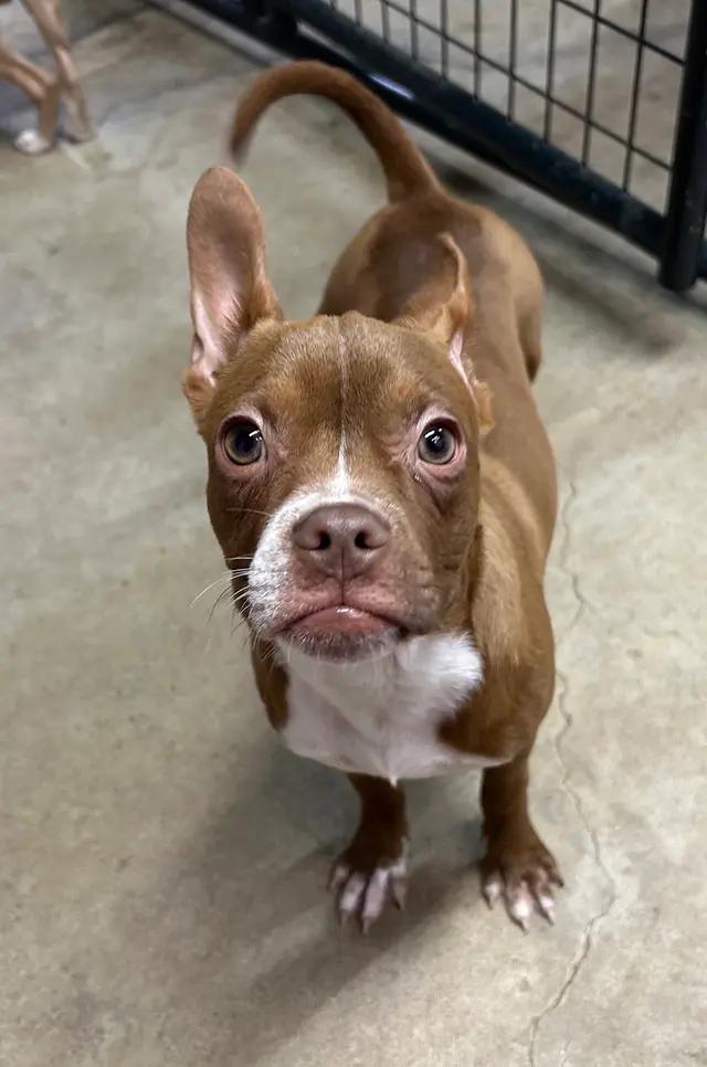 Enlarge Jovie, a ADOPTABLE mixed breed in Stahlstown, PA image 1/2