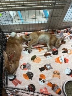 Enlarge Hansel & Gretel, a Adoptable Palomino in Folsom, CA image 2/2