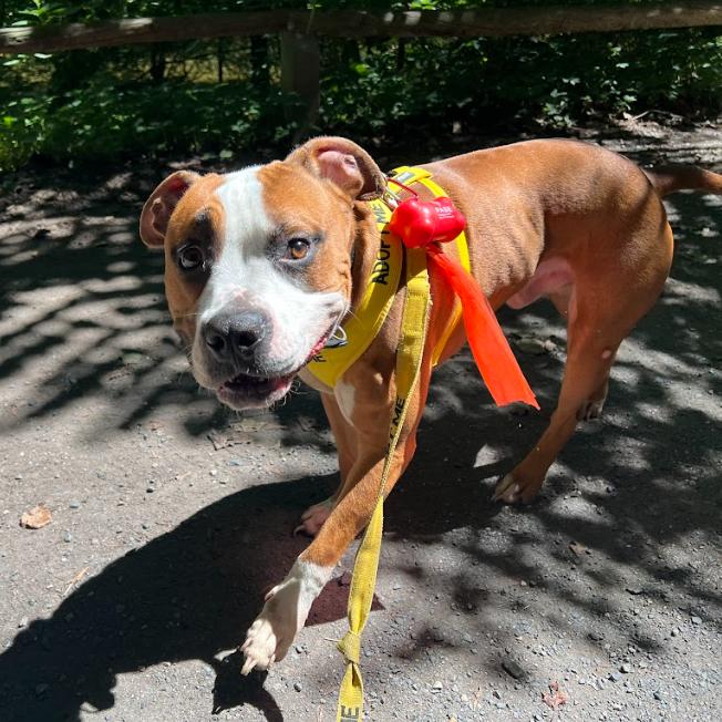 Chase, Adoptable, Adult Male Mixed Breed.