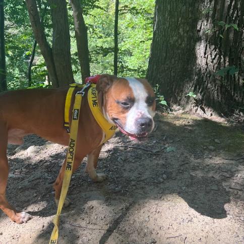 Enlarge Chase, a Adoptable Mixed Breed in Philadelphia, PA image 2/6