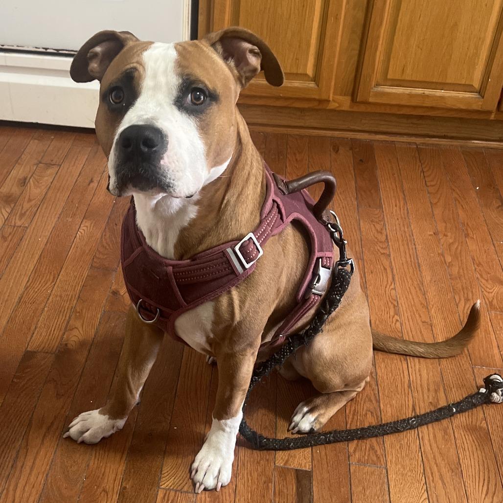 Enlarge Chase, a Adoptable Mixed Breed in Philadelphia, PA image 3/6