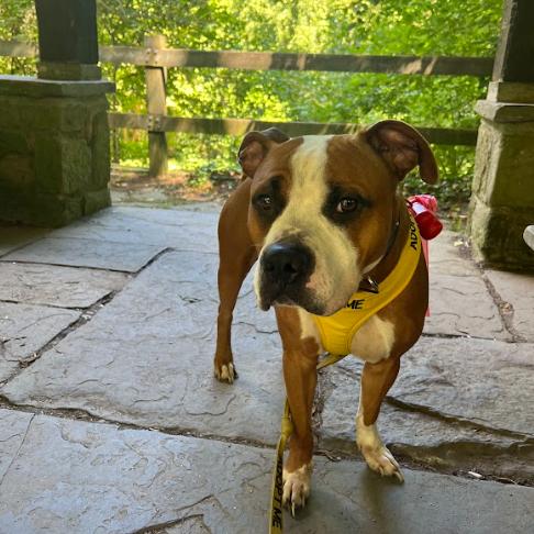 Enlarge Chase, a Adoptable Mixed Breed in Philadelphia, PA image 5/6