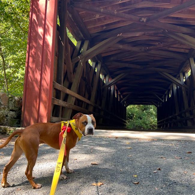 Enlarge Chase, a Adoptable Mixed Breed in Philadelphia, PA image 6/6