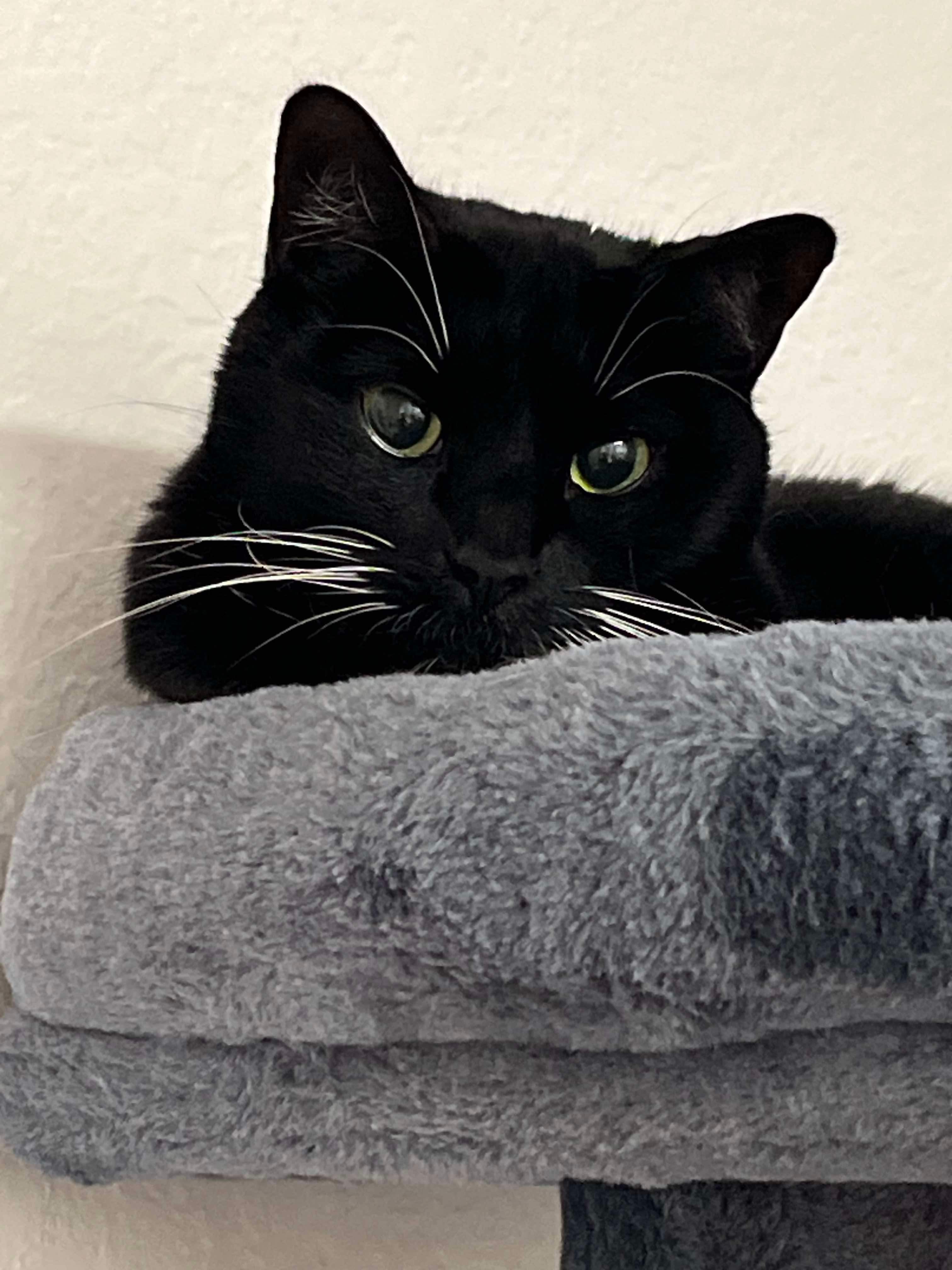 Belle, Adopted, Adult Female Domestic Short Hair.