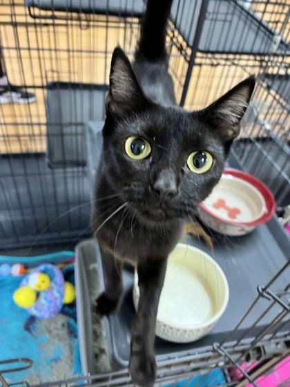 Amy 52604, ADOPTABLE, Adult Female Domestic Short Hair.