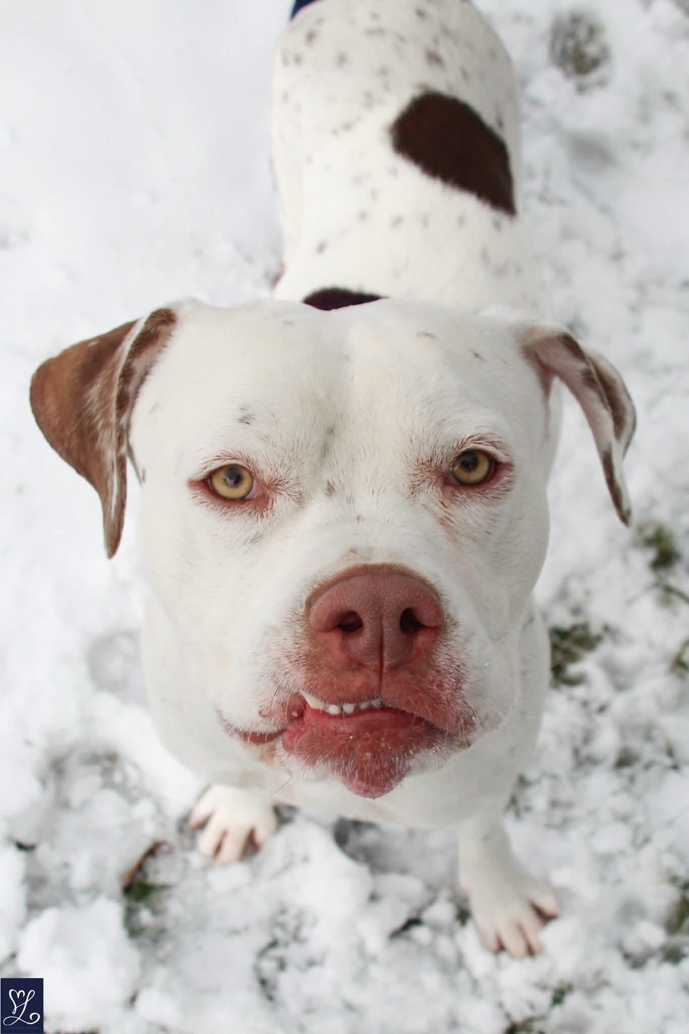 Enlarge Meatball, a Adoptable mixed breed in CHURCHVILLE, NY image 3/3