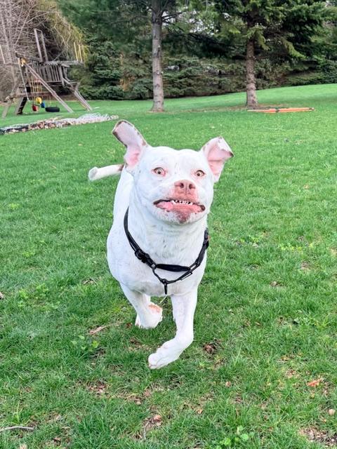 Enlarge Meatball, an adoptable mixed breed in CHURCHVILLE, NY image 5/6