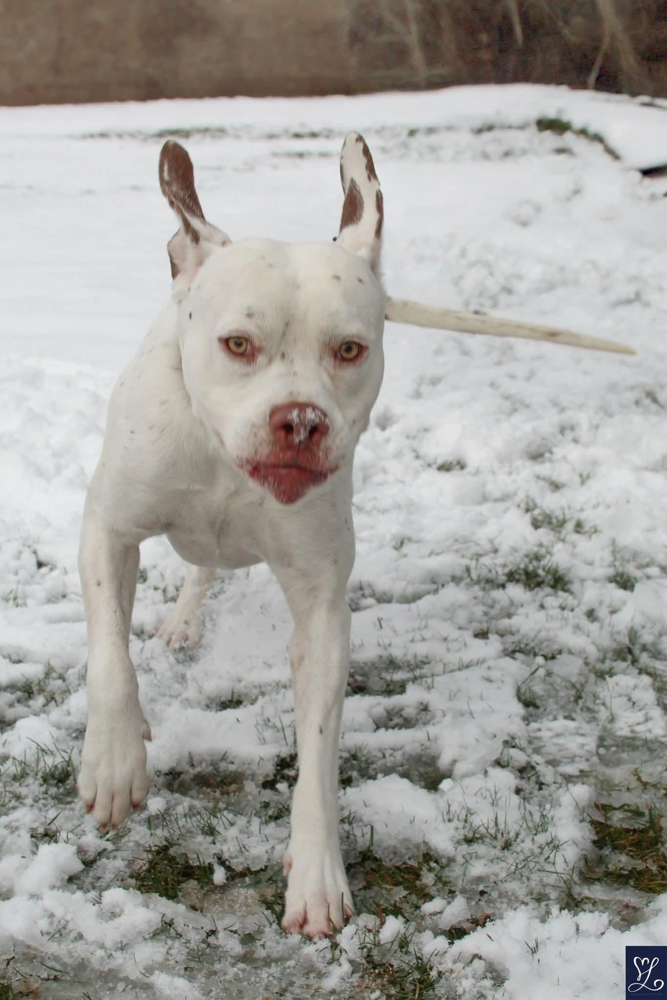 Enlarge Meatball, a Adoptable mixed breed in CHURCHVILLE, NY image 2/3