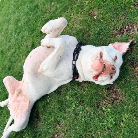 Meatball, adoptable, Young Male Boxer & English Bulldog.