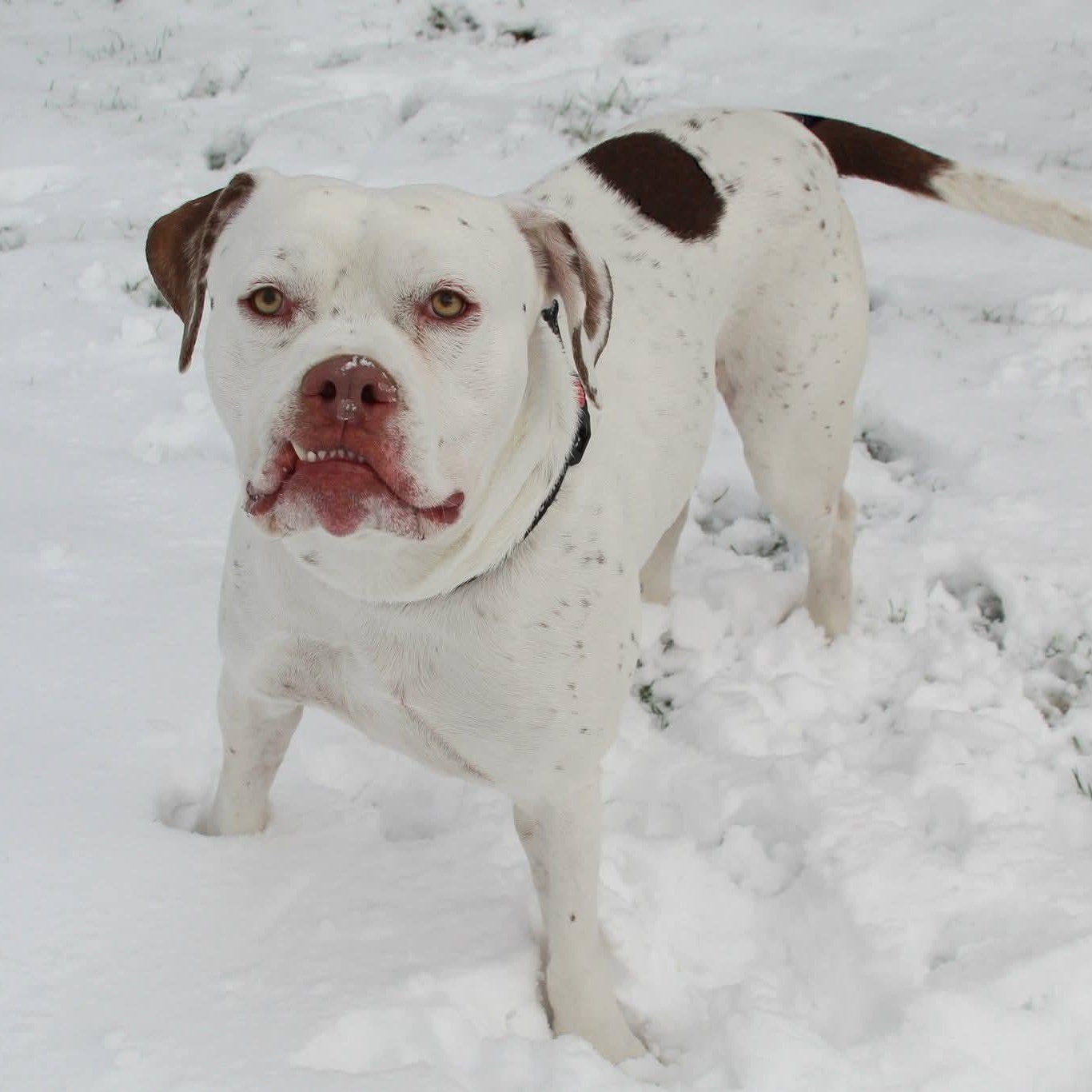 Enlarge Meatball, a Adoptable mixed breed in CHURCHVILLE, NY image 1/3
